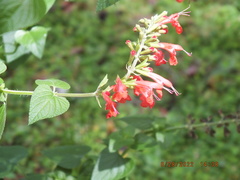 Salvia coccinea