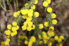 Acacia gordonii