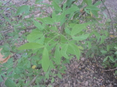 Pithecellobium dulce
