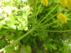 Leiotulus aureus