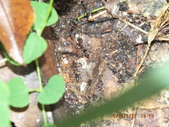 Odontomachus brunneus