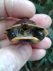 Cuora amboinensis kamaroma