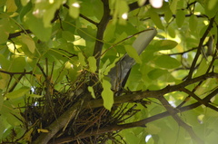 Streptopelia decaocto