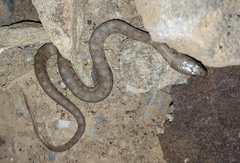 Nerodia rhombifer