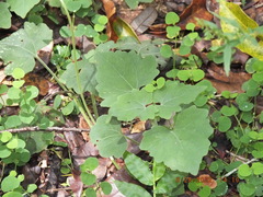 Mikania cordifolia
