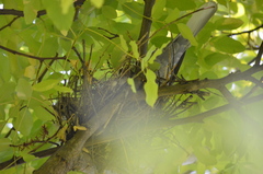 Streptopelia decaocto