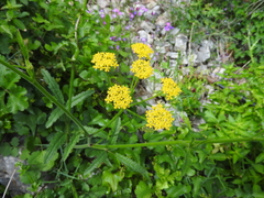 Leiotulus aureus