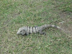 Ctenosaura similis