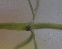 Ostracoda