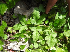 Leiotulus aureus