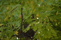 Streptopelia decaocto