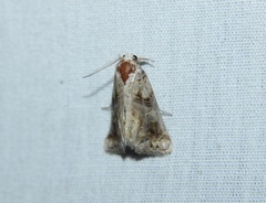 Plusiodonta compressipalpis