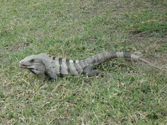 Ctenosaura similis