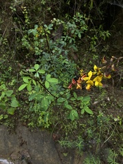 Crotalaria incana