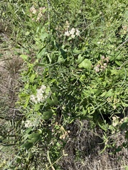 Funastrum cynanchoides