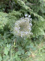 Angelica genuflexa