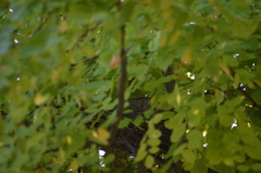 Streptopelia decaocto