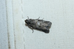 Sciota uvinella