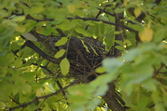 Streptopelia decaocto