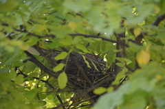 Streptopelia decaocto