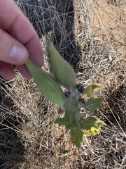 Asclepias viridiflora