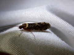 Polycentropodidae