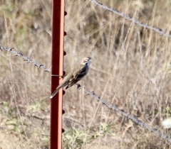 Chondestes grammacus