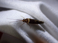 Polycentropodidae