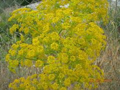 Opopanax hispidus