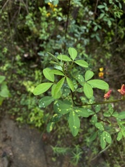 Crotalaria incana