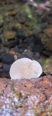 Crepidotus mollis