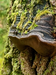 Phellinus tremulae