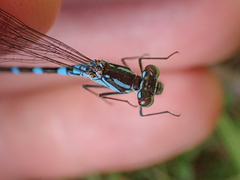 Coenagrion