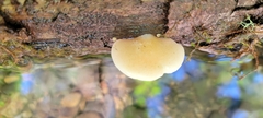Crepidotus mollis