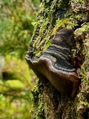 Phellinus tremulae