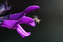 Halictus tripartitus