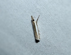 Crambus quinquareatus