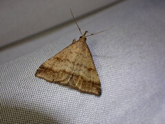 Tetanolita palligera