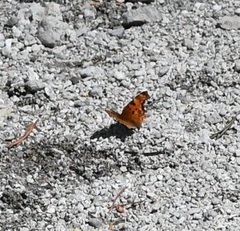 Polygonia