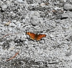Polygonia