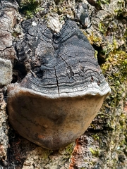 Phellinus tremulae