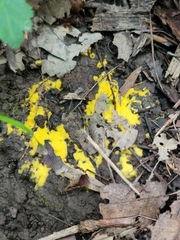 Pachyphlodes annagardnerae