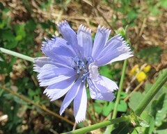 Cichorium intybus