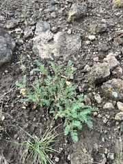 Astragalus lentiginosus