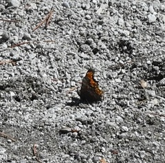 Polygonia