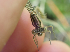 Coenagrionidae