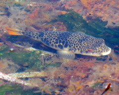 Tetractenos glaber
