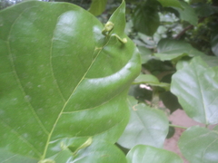 Aceria pongamiae
