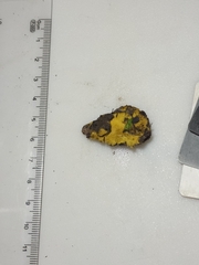 Pachyphlodes annagardnerae