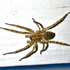 Anyphaenidae